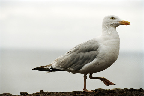 fred bourcier photographe vetements nature outdoor aigle 07