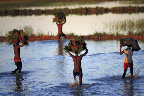 fred bourcier photographe reportage madagascar culture riz