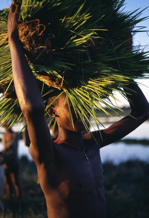 fred bourcier photographe reportage madagascar culture riz enfants
