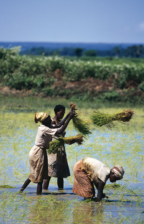 fred bourcier photographe reportage madagascar culture riz femme