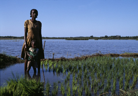 fred bourcier photographe reportage madagascar culture riz femme enfants