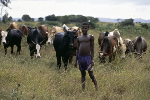 fred bourcier photographe reportage madagascar enfants gardien troupeaux zebus