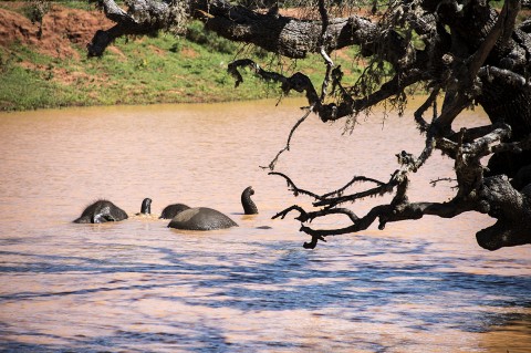 reportage photos fred bourcier dans parc national Sri lanka maman et bebe elephant se baignant dans rivière