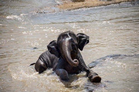 photo fred bourcier bébé éléphanteau baignade rivière srilankaise