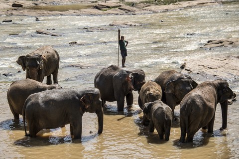 photos reportage bébés éléphants orphelinat baignade tourisme Sri Lanka carnet de route fred bourcier