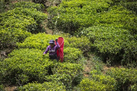 photo homme sri lanka cueillette the plantation region Kandy reportage carnet de route fred bourcier