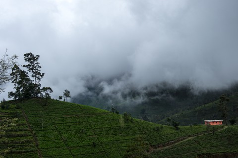 photo fred bourcier carnet de route plantation de the sous la brume region de Kandy sri lanka