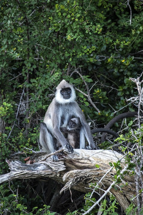 bebe singe et sa maman parc national sri lanka carnet de route fred bourcier