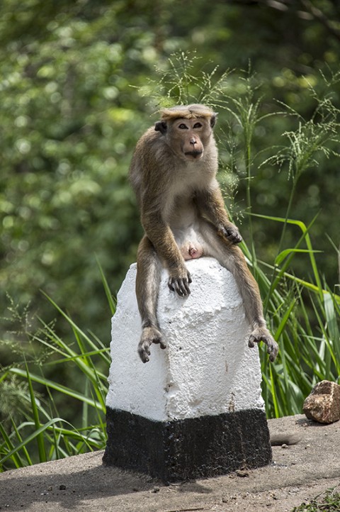 reportage carnet de route sri lanka fred bourcier